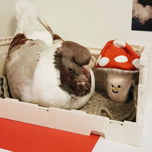 A white and cream Modena pigeon in a crate with a stuffed mushroom