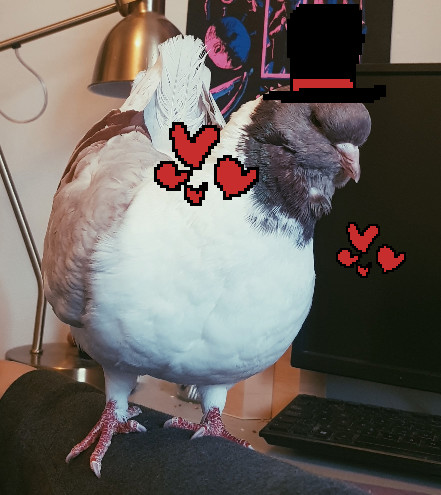 A white and cream Modena pigeon, with pixel-art hearts and tophat