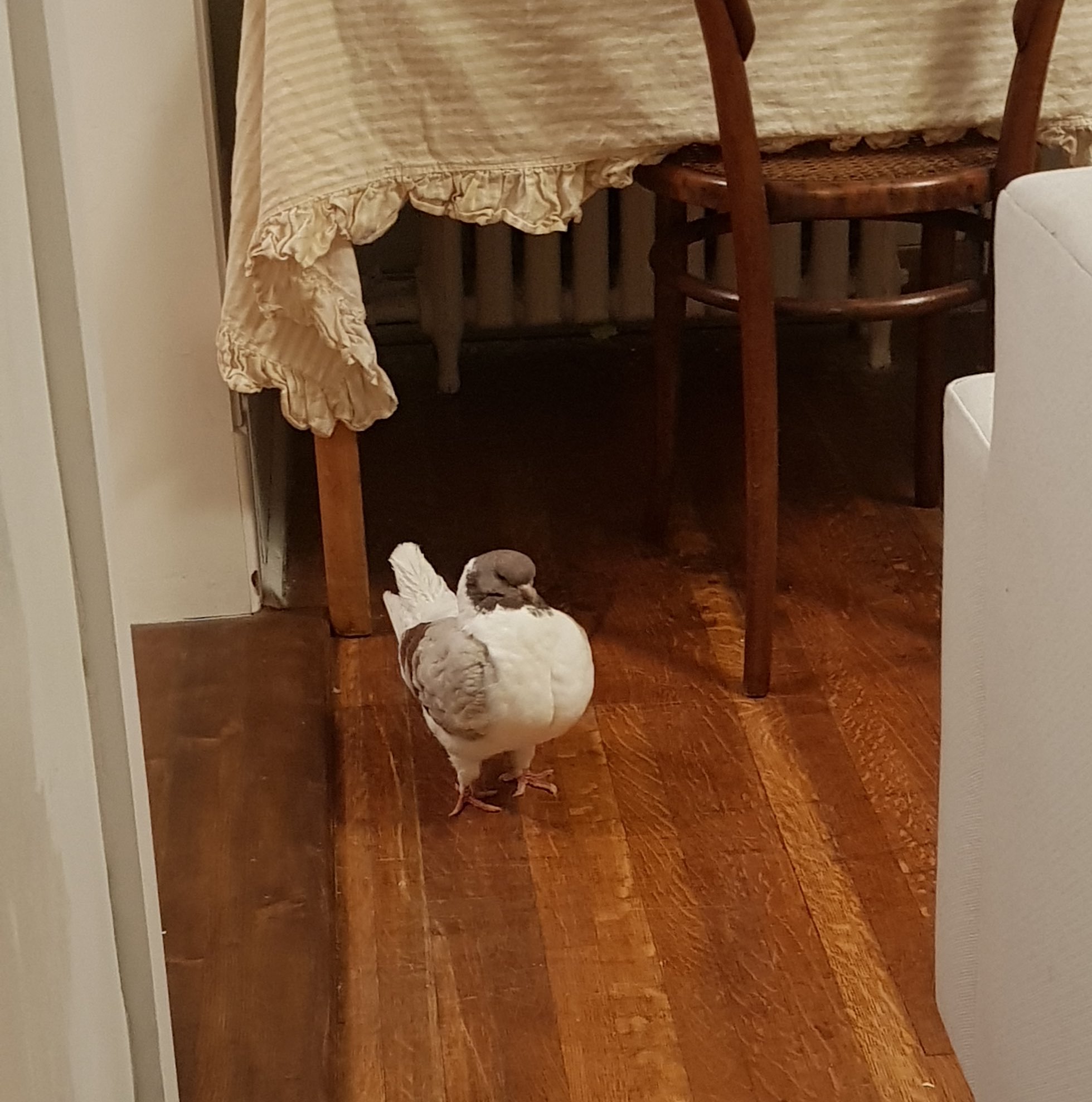 A white and cream Modena pigeon poofed up