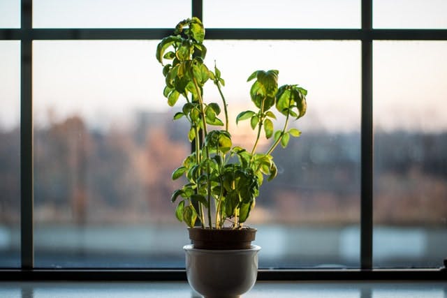 basil plant on a windowsill 