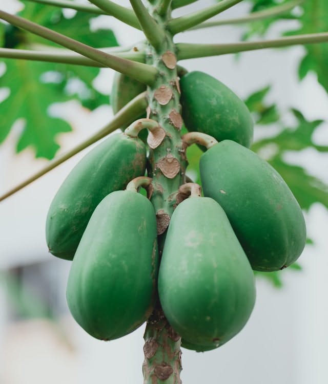 papaya tree