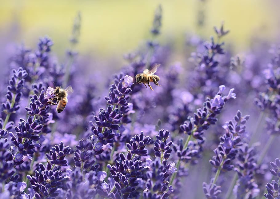 bees on lavender plants 