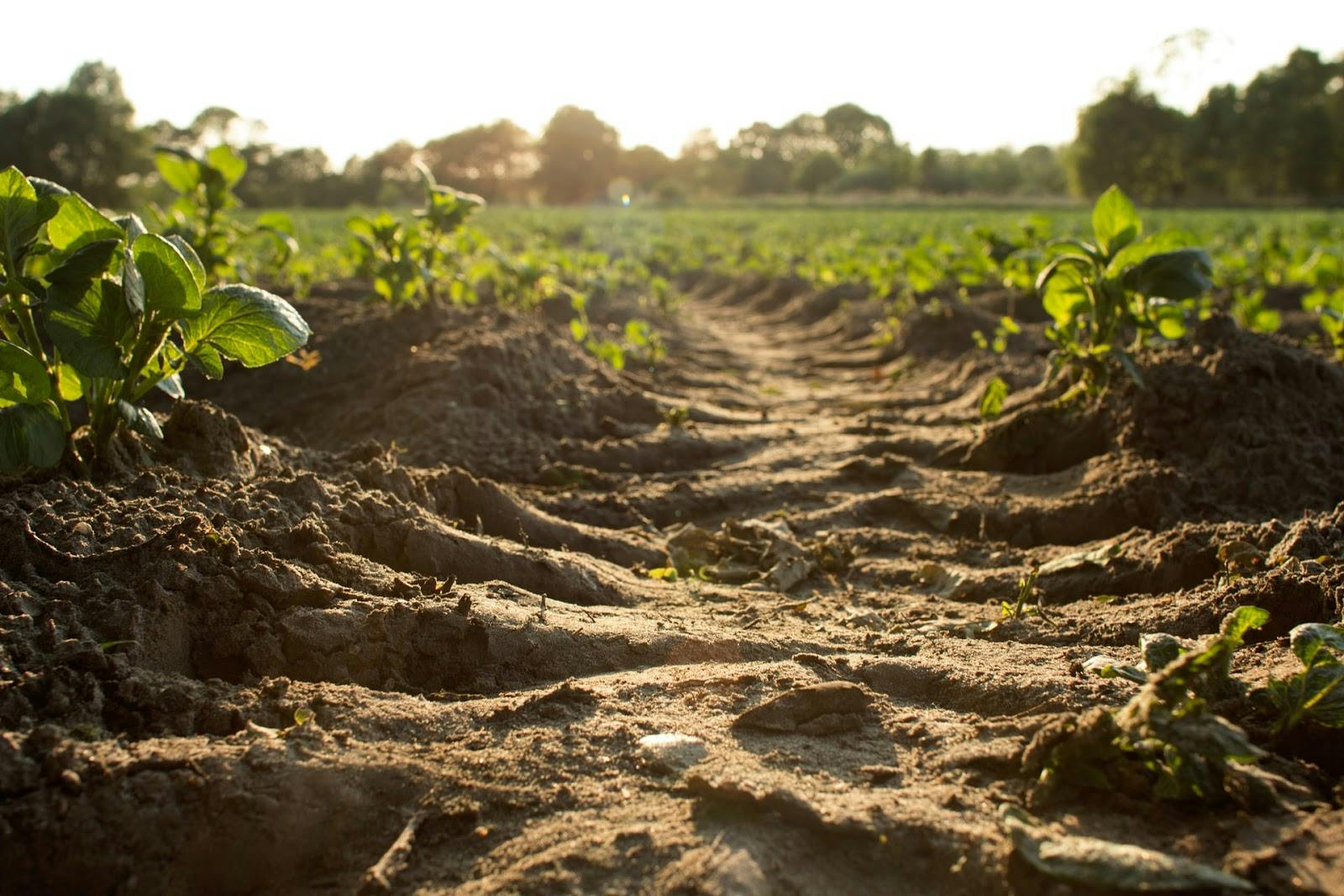 a field of a farm