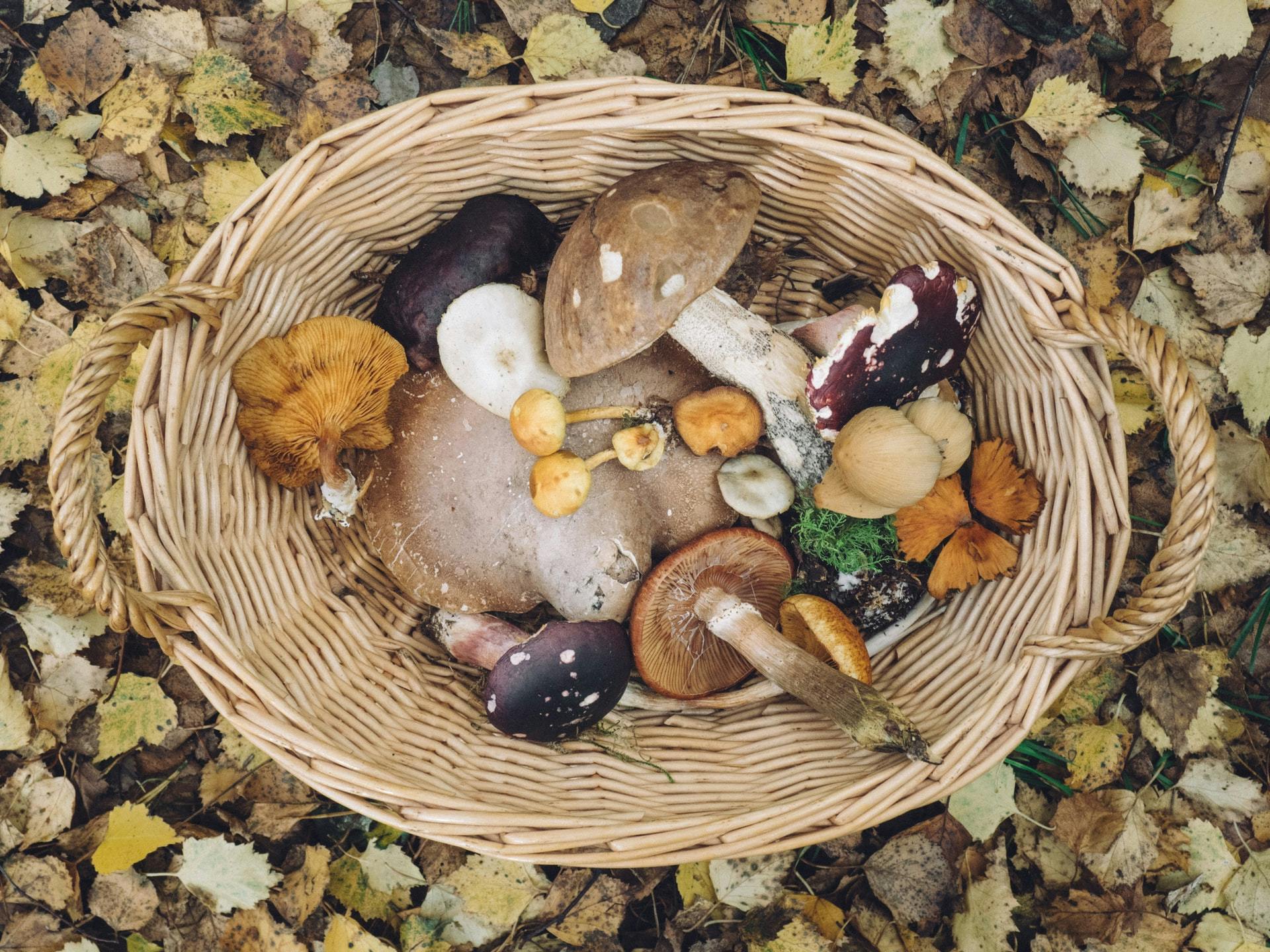 hamper of wild mushrooms