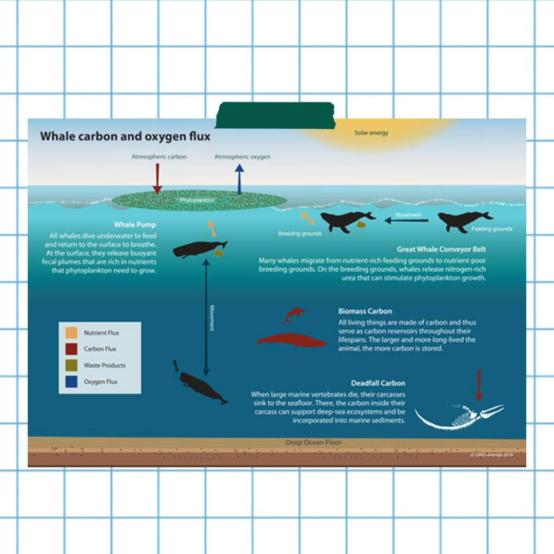 whale carbon diagram
