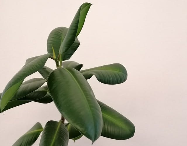 ficus house plant