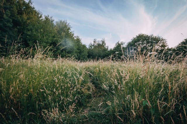 long grass