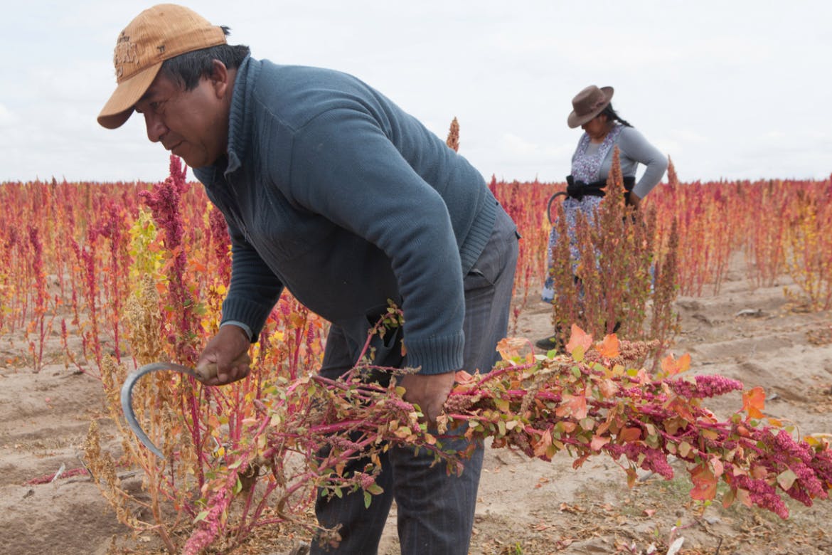 quinoa harvest