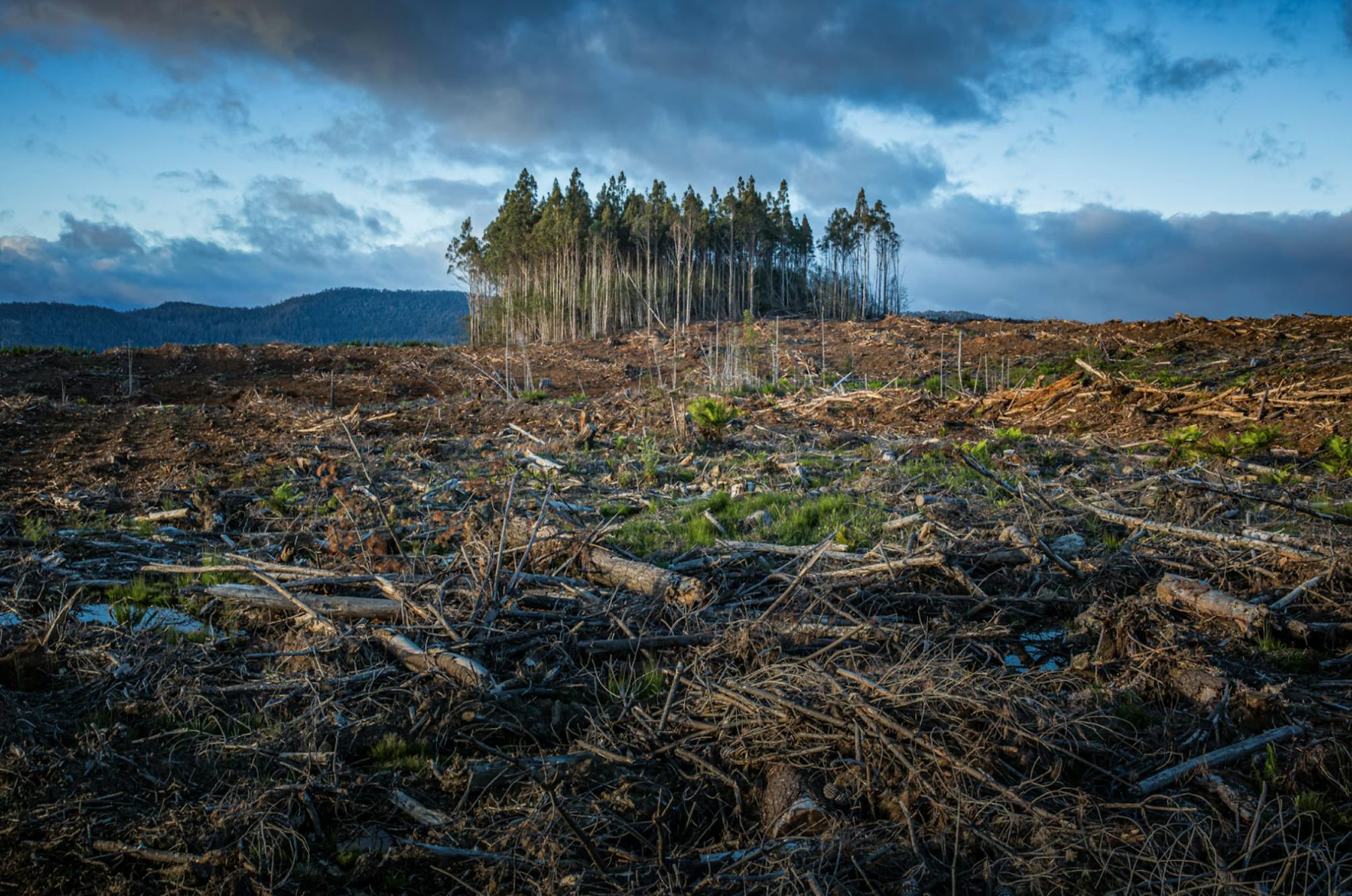 deforestation scene 