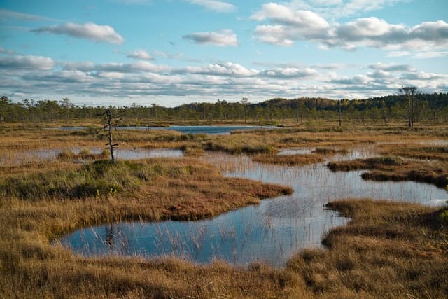 flooded peatland