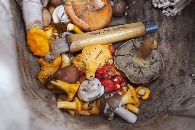 mixed wild mushrooms