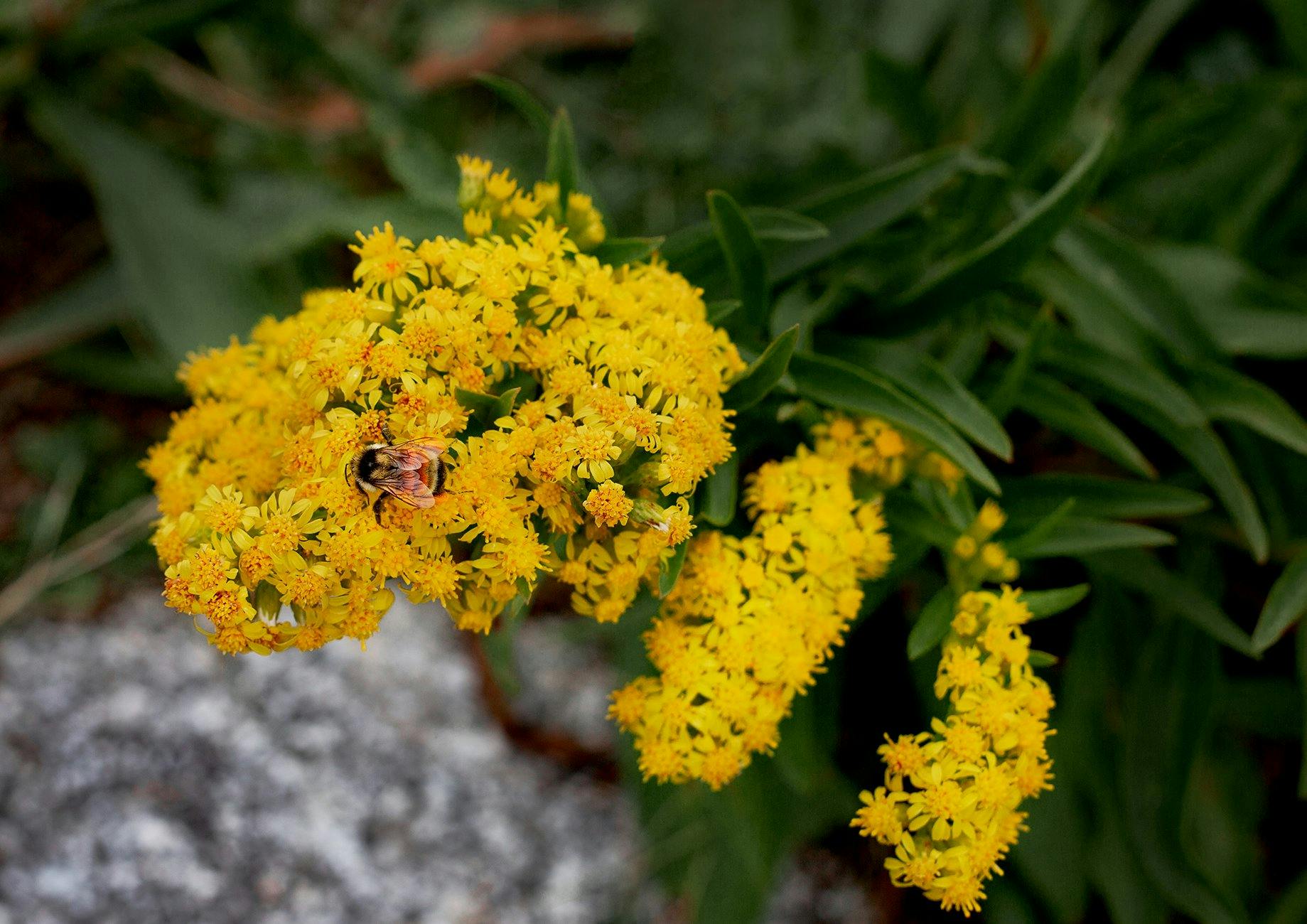 bees on a flower