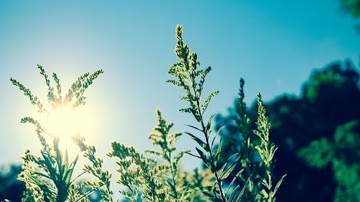 sun coming through plants