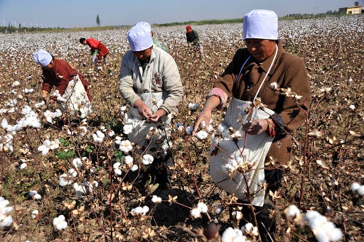 cotton farming