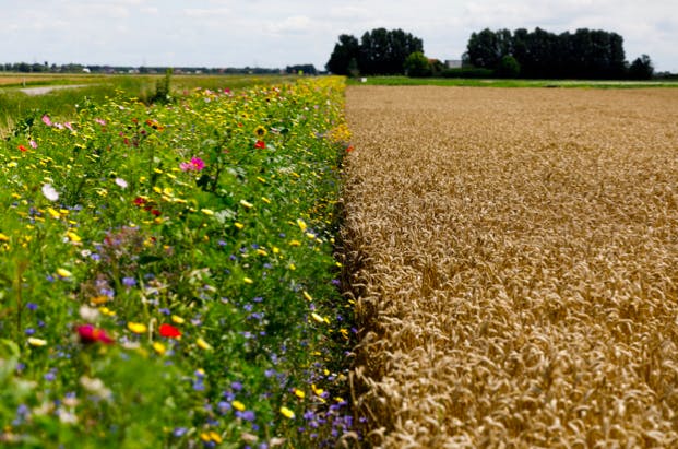 grass-and-wheat-farm