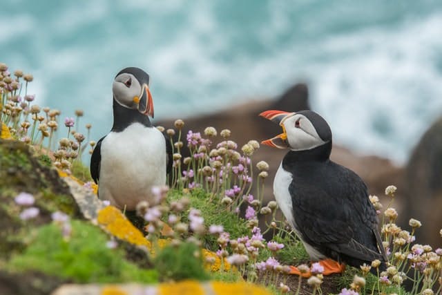 puffins