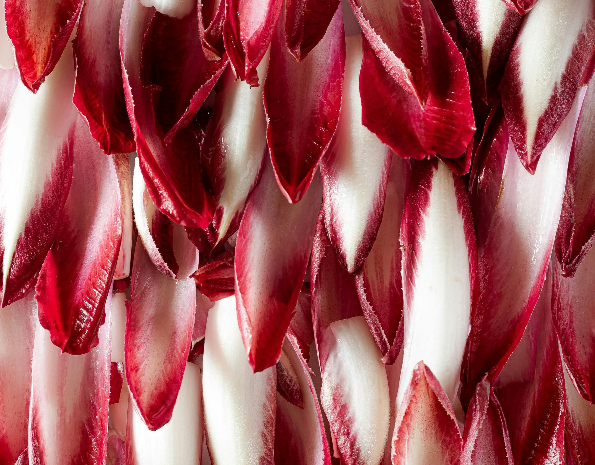 chicory leaves