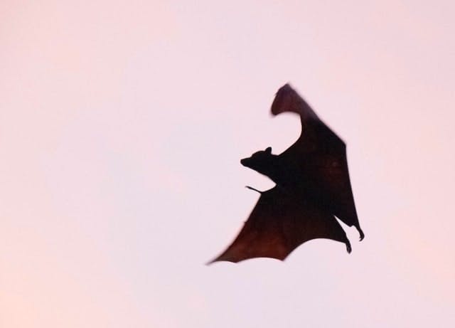bat flying across sunset 