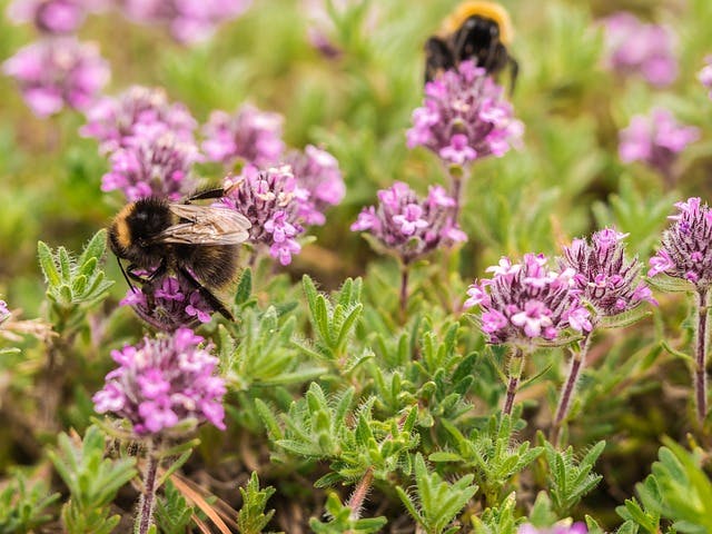 flowers with bees on