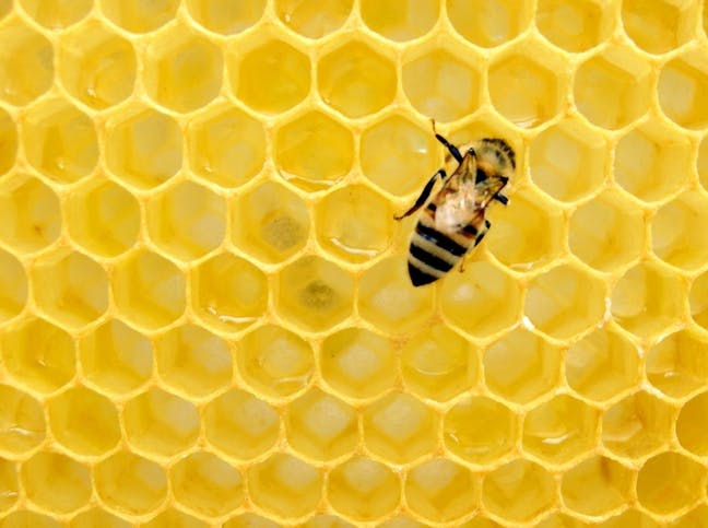 bee on honey comb