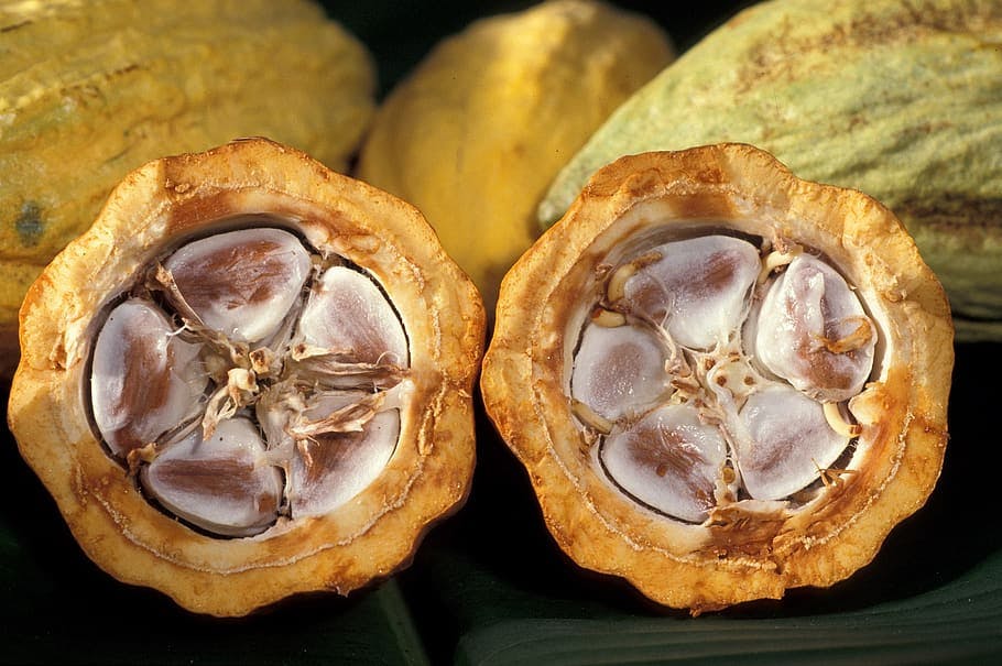 cacao beans