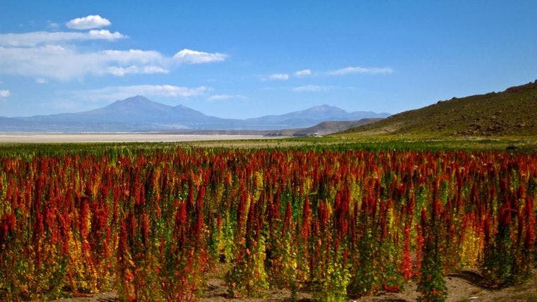 quinoa field 