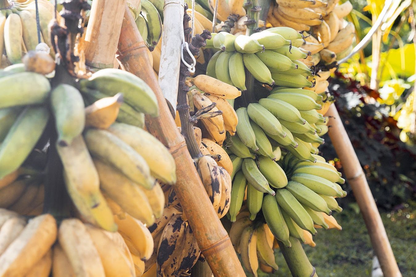 hanging bananas