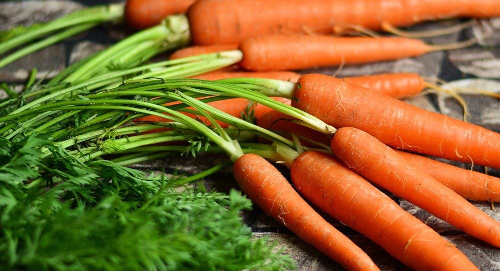 Freshly picked carrots 