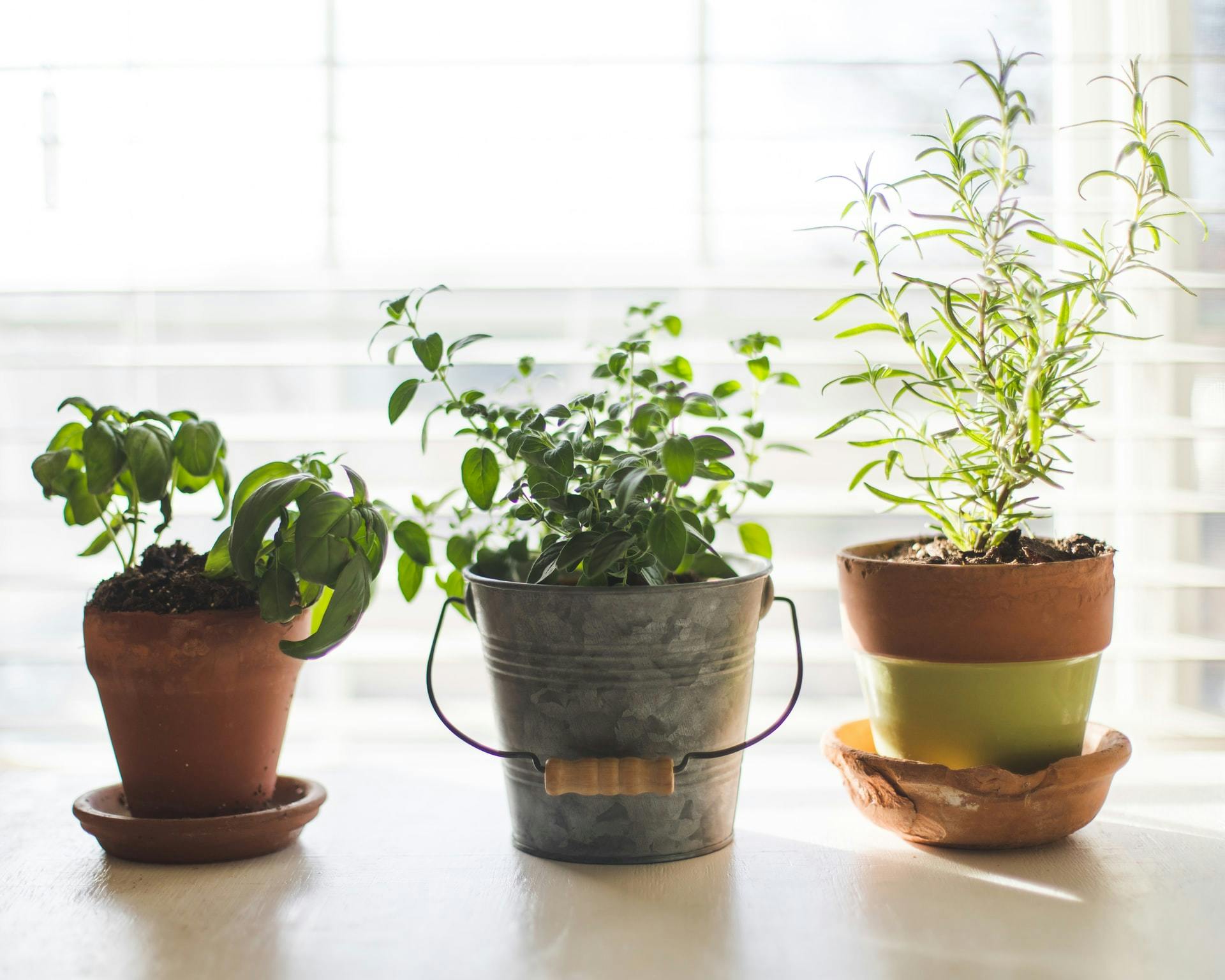 fresh herbs in pots