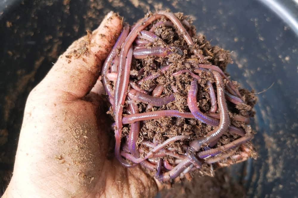 a handful of worms