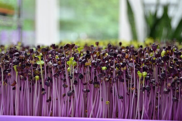 purple microgreens 