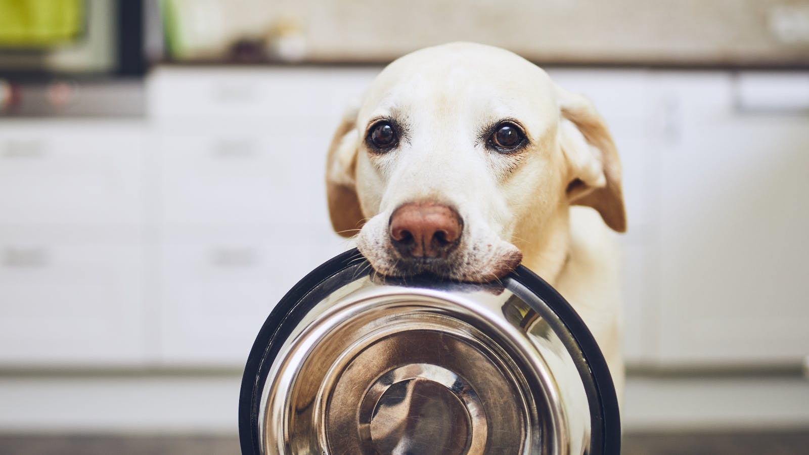 a dog with an empty bowl