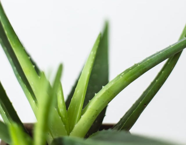 aloe vera close up