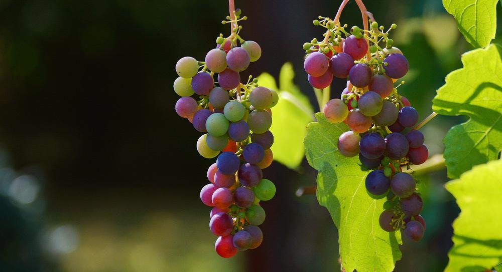 bunches of grapes on a vine