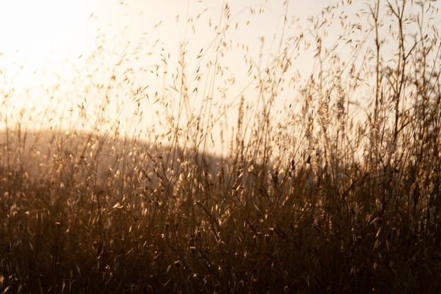 a sunny field of oats