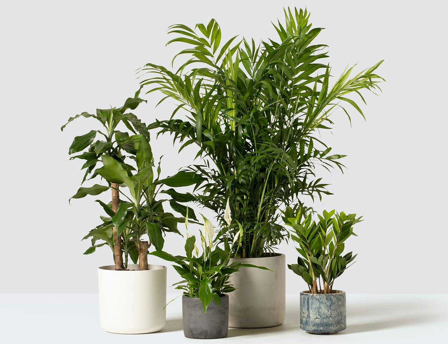 selection of green house plants