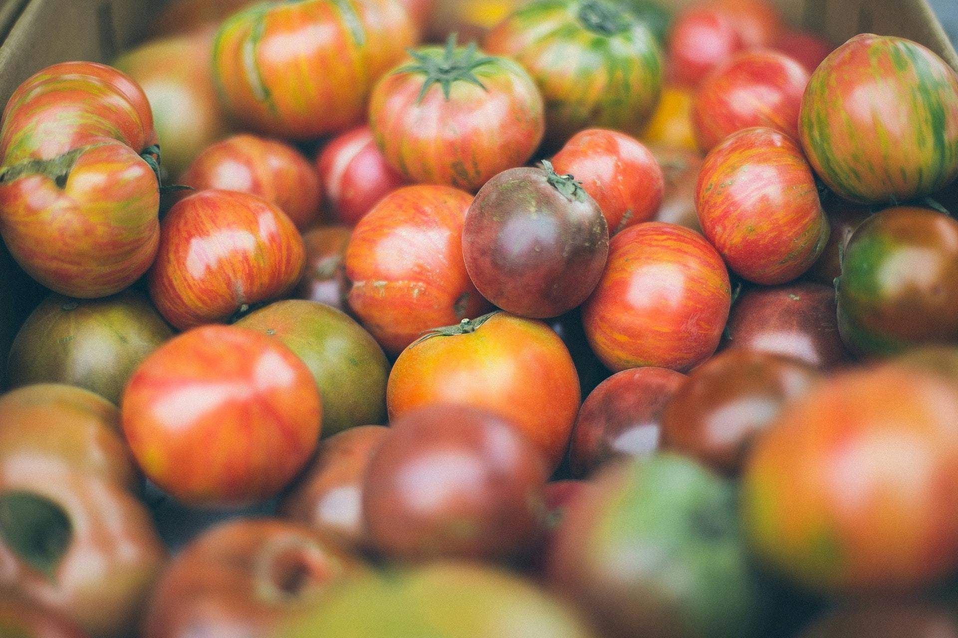 a macro of tomatoes 