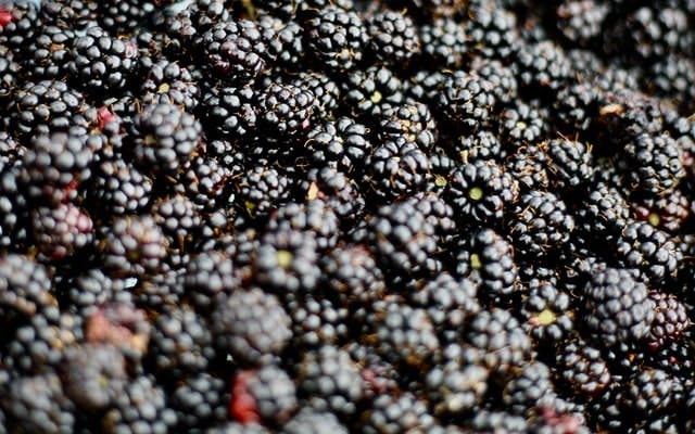 blackberries