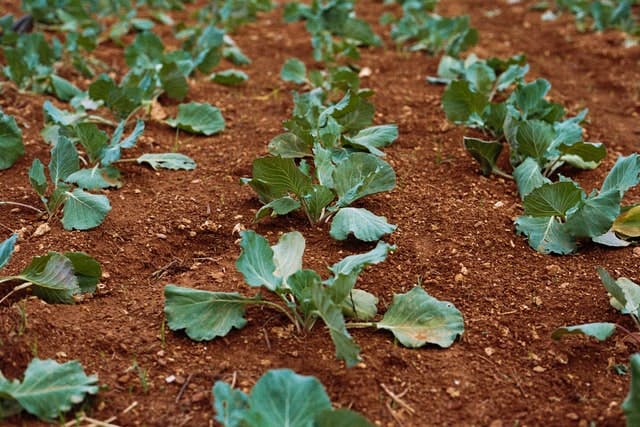 planting salad