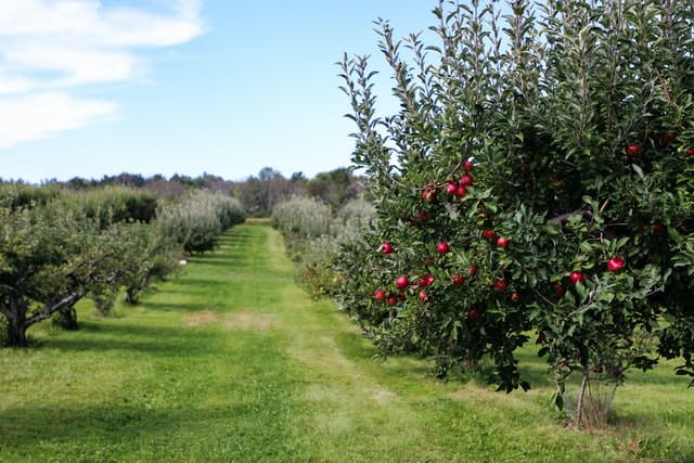 apple tree in an orchard 