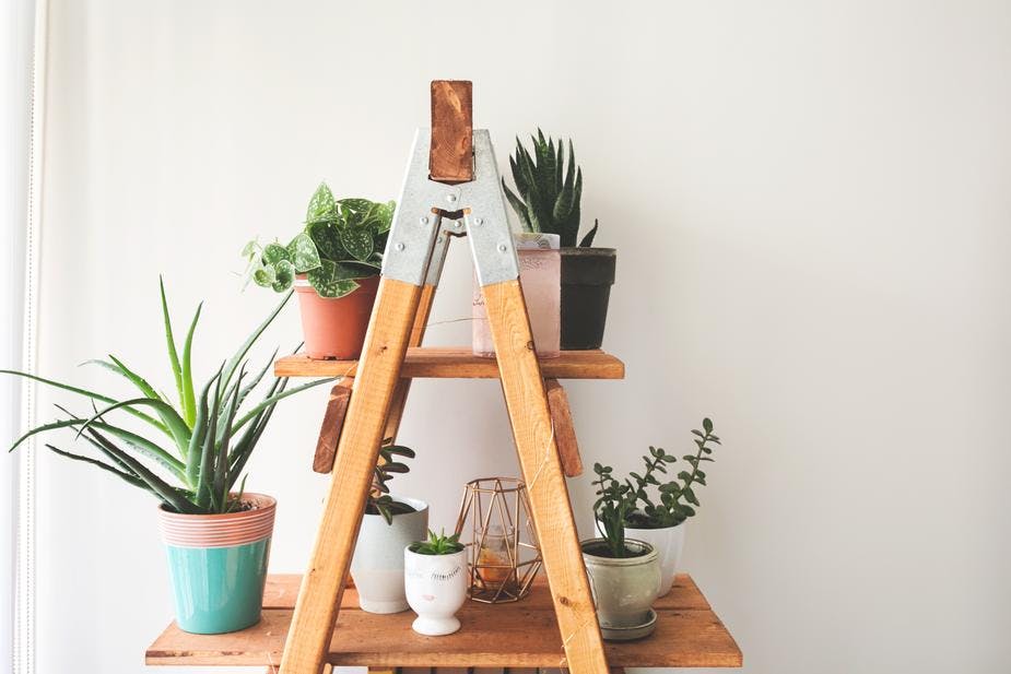 house plants on shelves