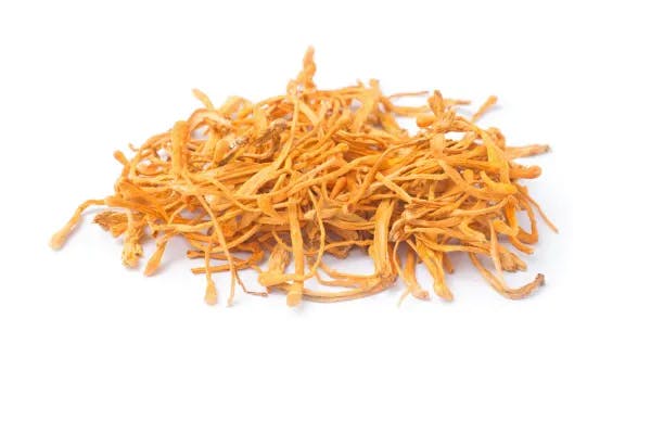 cordyceps