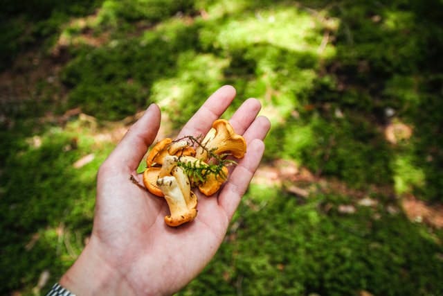 wild mushrooms