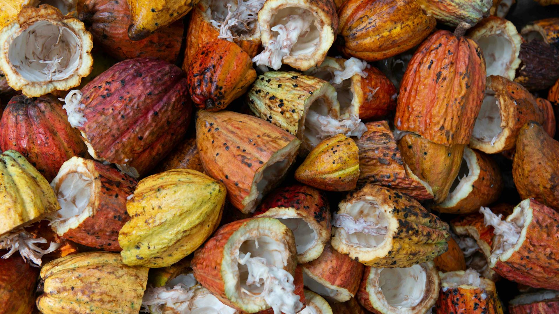 cacao husks