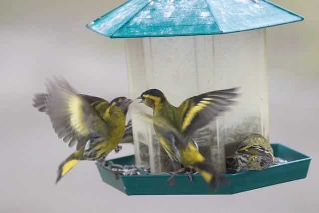 birds at bird feeder