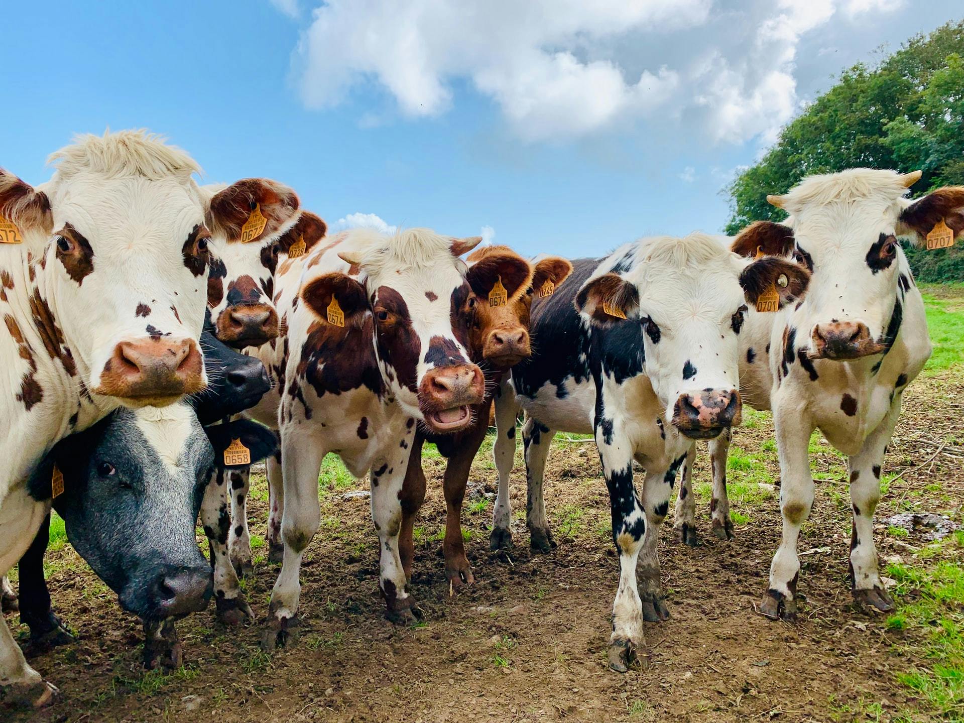 cows in a feild 