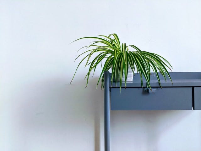 spider plant on a shelf