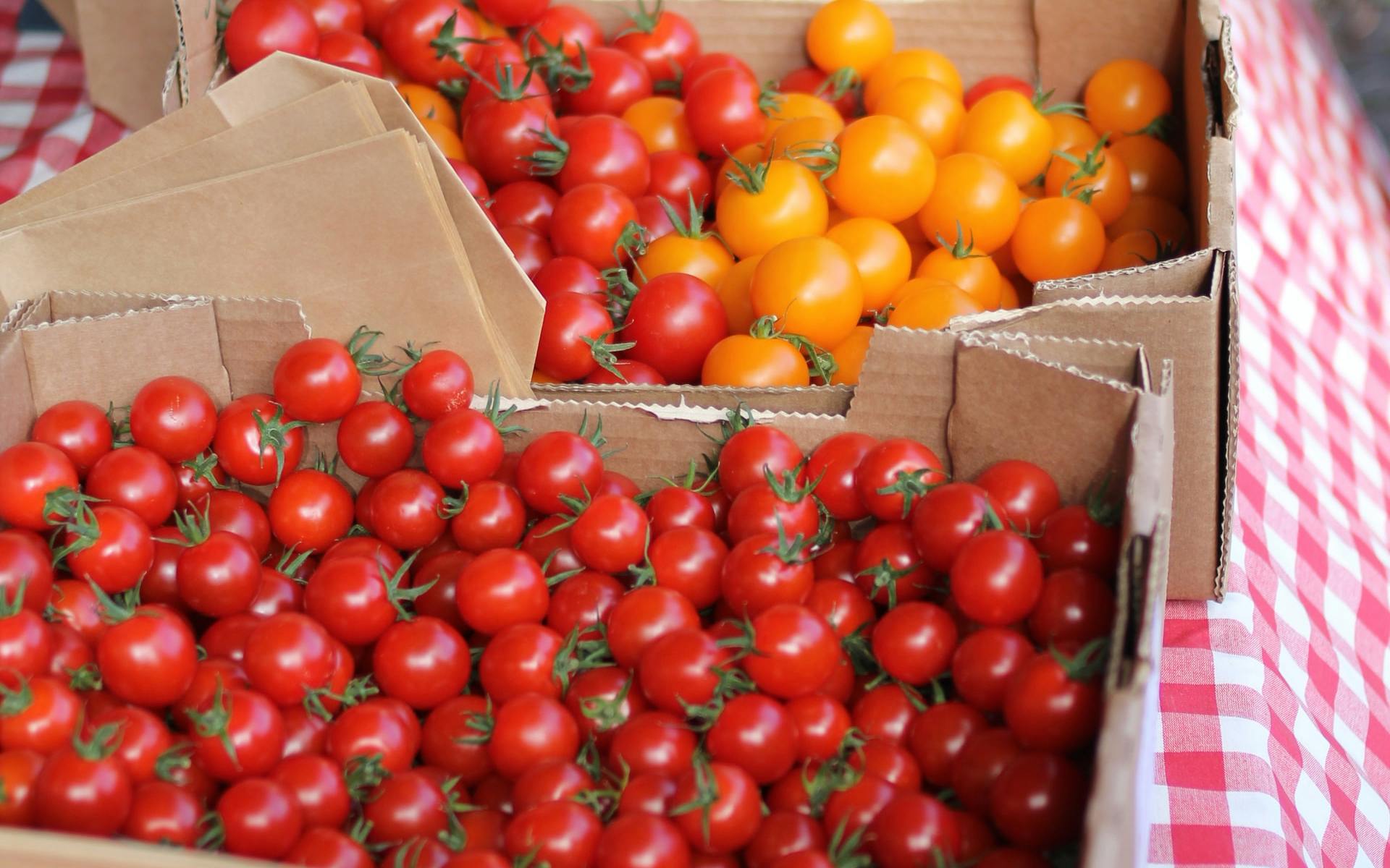 fresh tomatoes