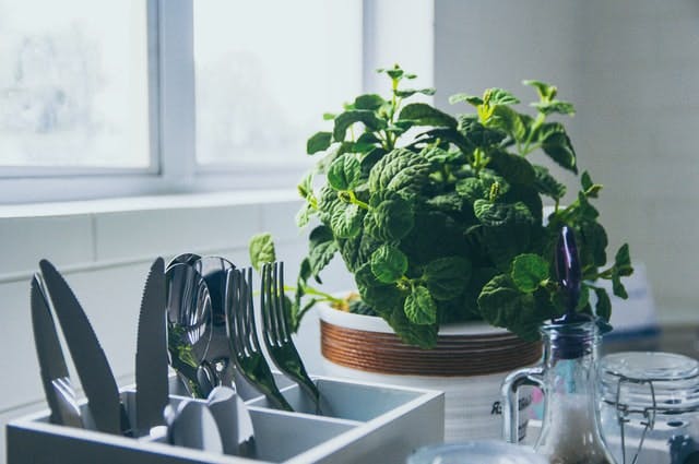 mint plant next to the sink