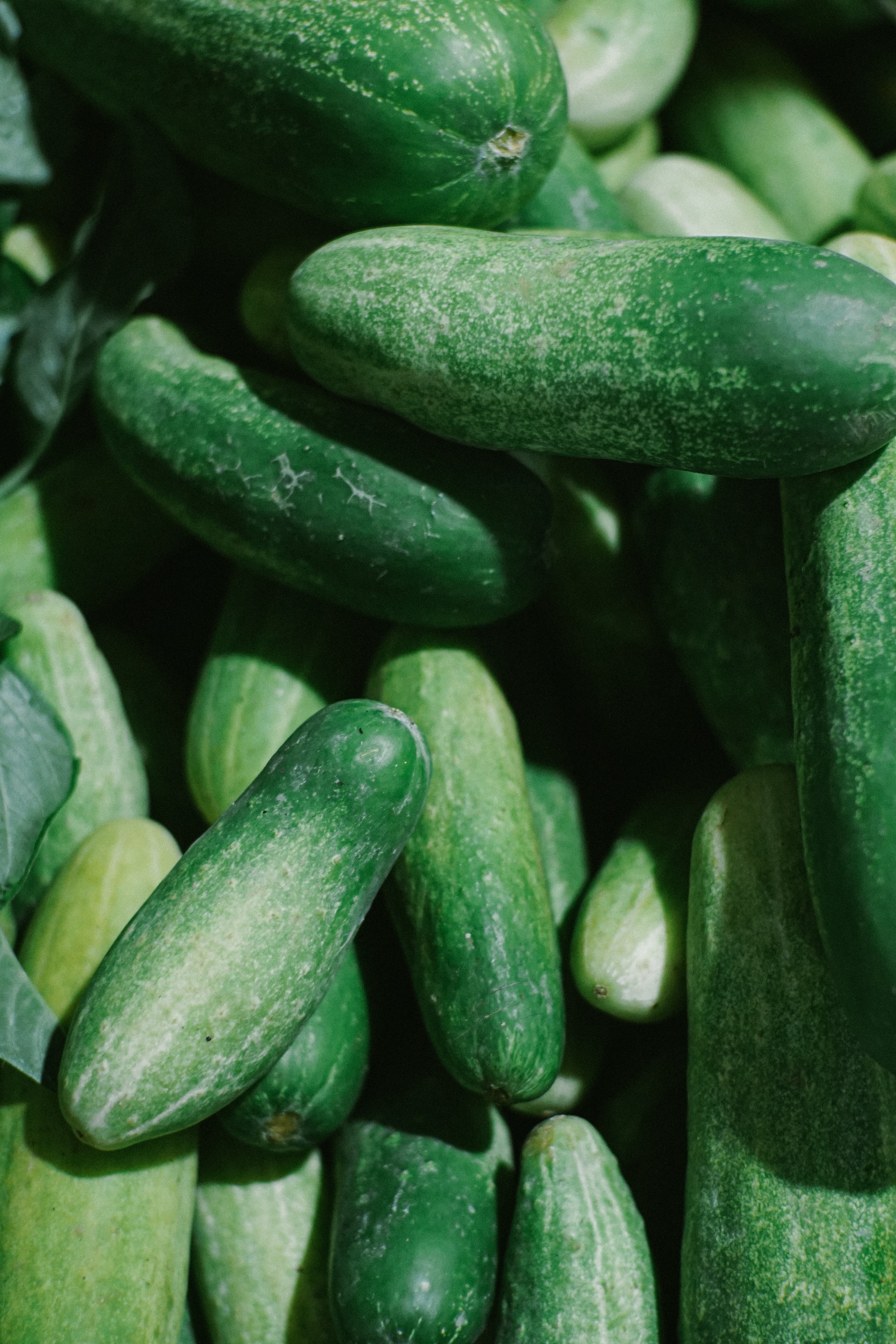 allplants Are Cucumbers Good For You?